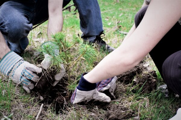 One tree in the name of mother: Campaign is going on to make India green