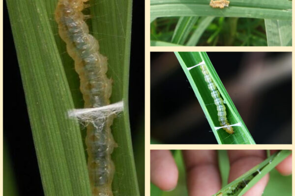 Infestation of leaf roller insect (Sorti) was seen in paddy fields in Sukma district