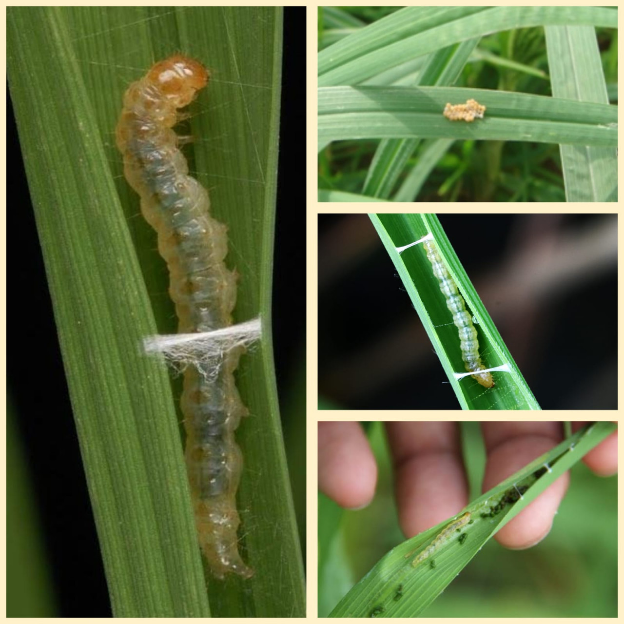 Infestation of leaf roller insect (Sorti) was seen in paddy fields in Sukma district