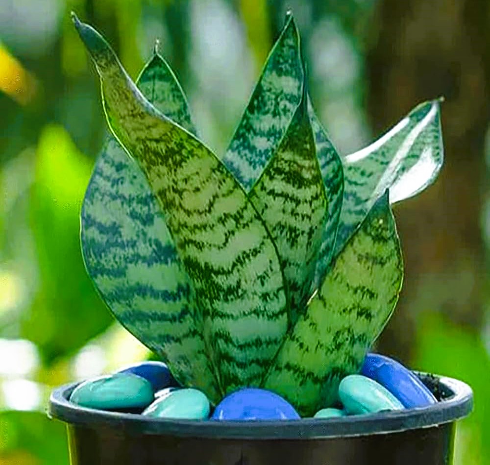 स्नेक प्लांट (Snake Plant)